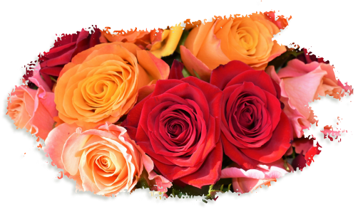 Bouquet de roses rouges et orange sur fond transparent.