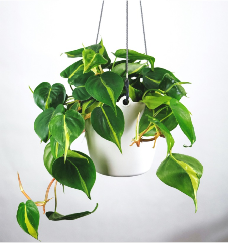 Plante suspendue avec feuilles vertes dans un pot blanc.